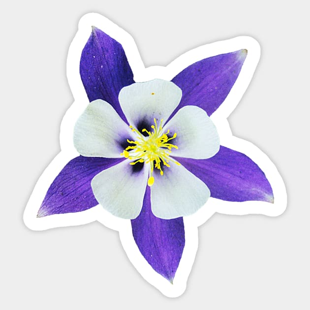 the beautiful columbine blossom Sticker by pholange